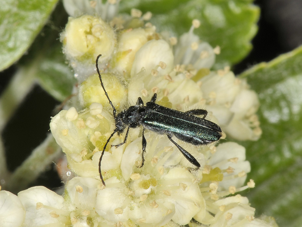 Callimus angulatus (cerambycidae)